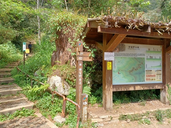 【嘉義阿里山鄉】清悠靜謐鳥語聲。 特富野古道~自忠特富野達邦