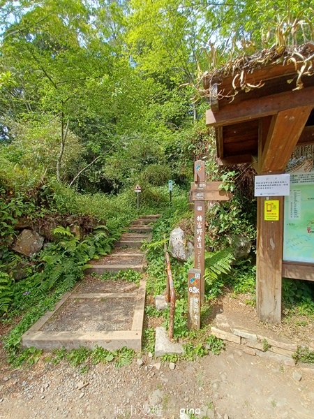 【嘉義阿里山鄉】清悠靜謐鳥語聲。 特富野古道~自忠特富野達邦