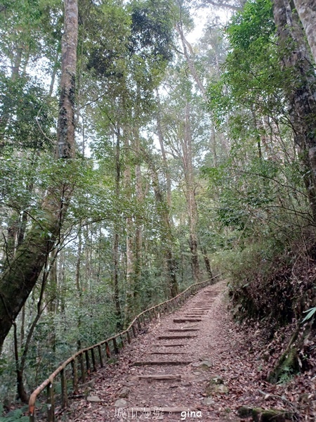 【嘉義阿里山鄉】清悠靜謐鳥語聲。 特富野古道~自忠特富野達邦