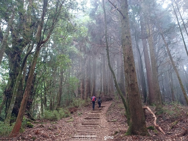 【嘉義阿里山鄉】清悠靜謐鳥語聲。 特富野古道~自忠特富野達邦
