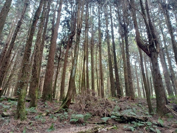 【嘉義阿里山鄉】清悠靜謐鳥語聲。 特富野古道~自忠特富野達邦