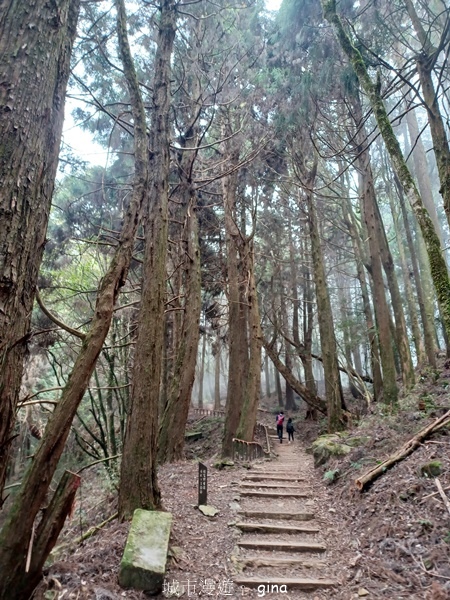 【嘉義阿里山鄉】清悠靜謐鳥語聲。 特富野古道~自忠特富野達邦