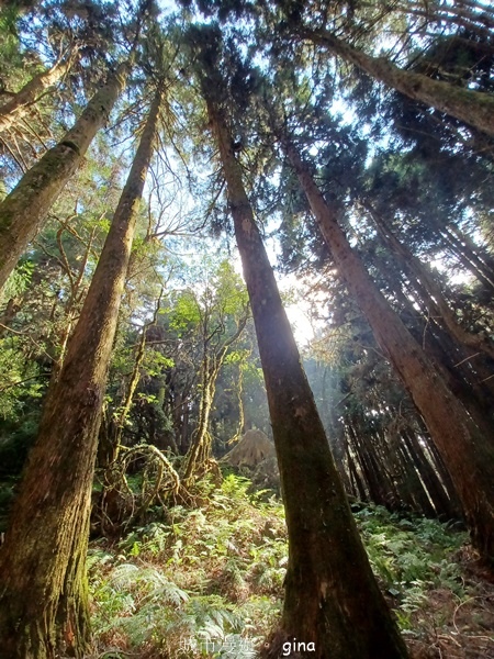 【嘉義阿里山鄉】清悠靜謐鳥語聲。 特富野古道~自忠特富野達邦