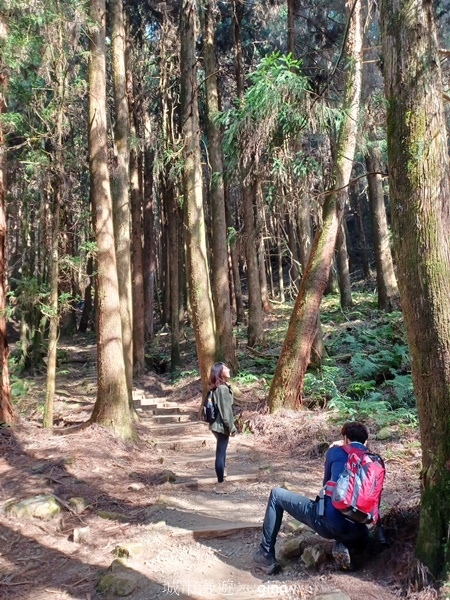 【嘉義阿里山鄉】清悠靜謐鳥語聲。 特富野古道~自忠特富野達邦