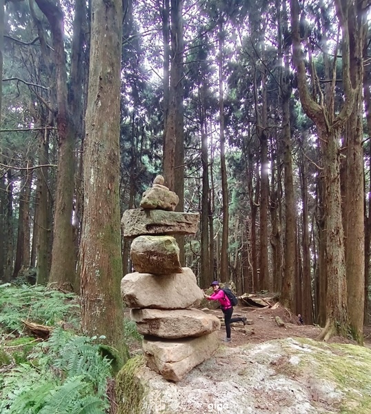 【嘉義阿里山鄉】清悠靜謐鳥語聲。 特富野古道~自忠特富野達邦