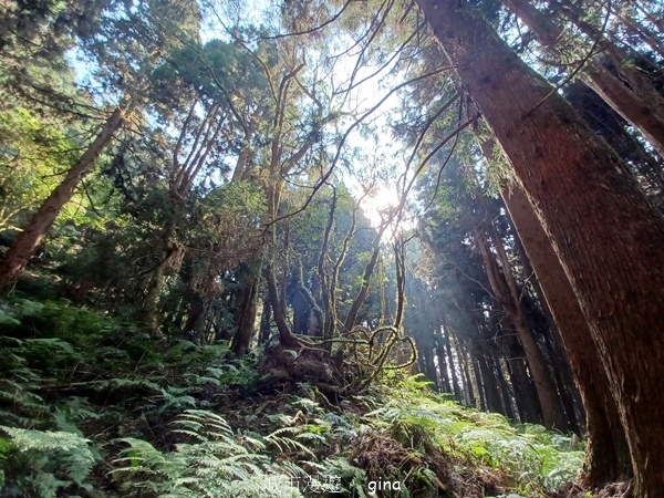【嘉義阿里山鄉】清悠靜謐鳥語聲。 特富野古道~自忠特富野達邦