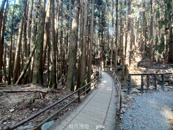 【嘉義阿里山鄉】清悠靜謐鳥語聲。 特富野古道~自忠特富野達邦