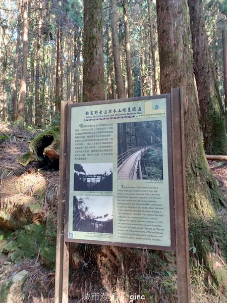 【嘉義阿里山鄉】清悠靜謐鳥語聲。 特富野古道~自忠特富野達邦