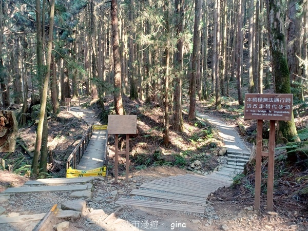 【嘉義阿里山鄉】清悠靜謐鳥語聲。 特富野古道~自忠特富野達邦
