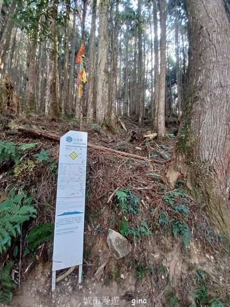 【嘉義阿里山鄉】清悠靜謐鳥語聲。 特富野古道~自忠特富野達邦