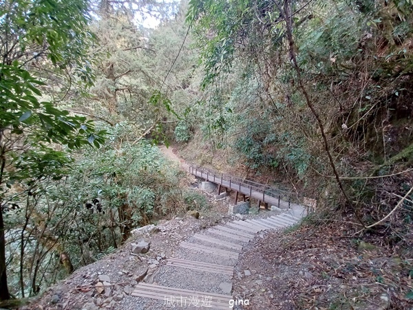 【嘉義阿里山鄉】清悠靜謐鳥語聲。 特富野古道~自忠特富野達邦