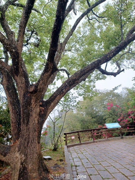 【南投魚池埔里】貓纜山步道x胡國雄古早x 埔里肉包李x台灣惠