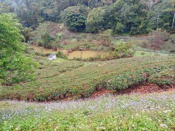 【南投魚池埔里】貓纜山步道x胡國雄古早x 埔里肉包李x台灣惠