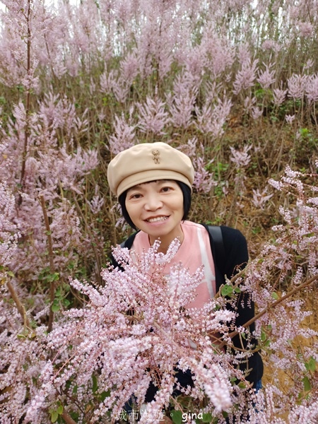 【南投中寮】粉紅山丘麝香木。 瑰蜜甜心玫瑰園x泡麵土地公