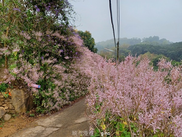 【南投中寮】粉紅山丘麝香木。 瑰蜜甜心玫瑰園x泡麵土地公