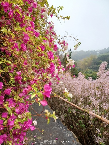 【南投中寮】粉紅山丘麝香木。 瑰蜜甜心玫瑰園x泡麵土地公