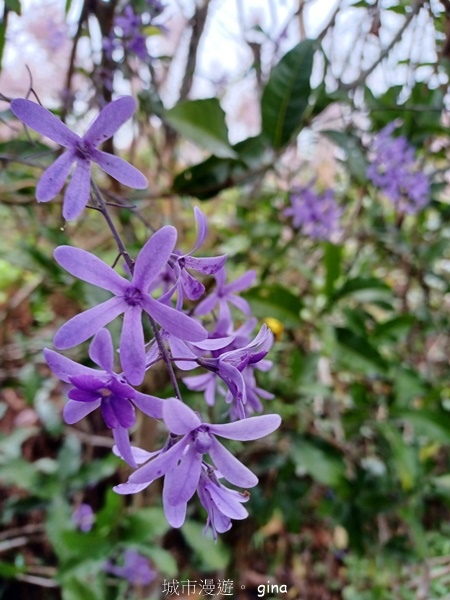 【南投中寮】粉紅山丘麝香木。 瑰蜜甜心玫瑰園x泡麵土地公