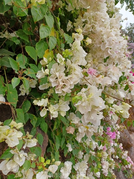 【南投中寮】粉紅山丘麝香木。 瑰蜜甜心玫瑰園x泡麵土地公