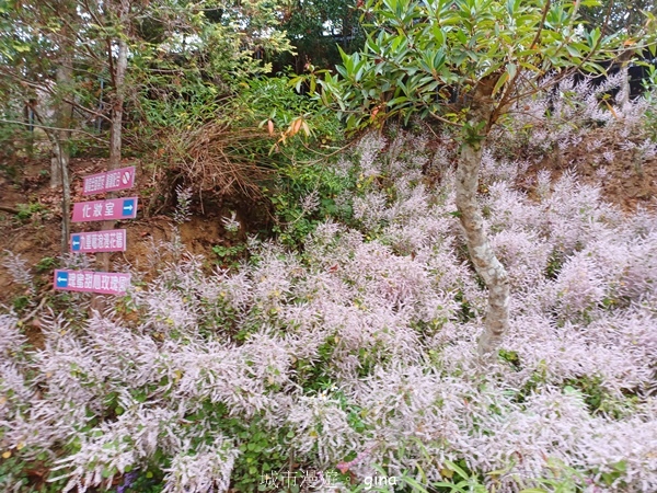 【南投中寮】粉紅山丘麝香木。 瑰蜜甜心玫瑰園x泡麵土地公