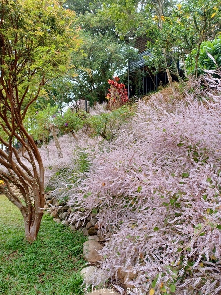 【南投中寮】粉紅山丘麝香木。 瑰蜜甜心玫瑰園x泡麵土地公