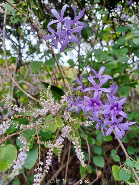【南投中寮】粉紅山丘麝香木。 瑰蜜甜心玫瑰園x泡麵土地公
