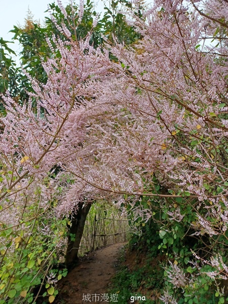 【南投中寮】粉紅山丘麝香木。 瑰蜜甜心玫瑰園x泡麵土地公