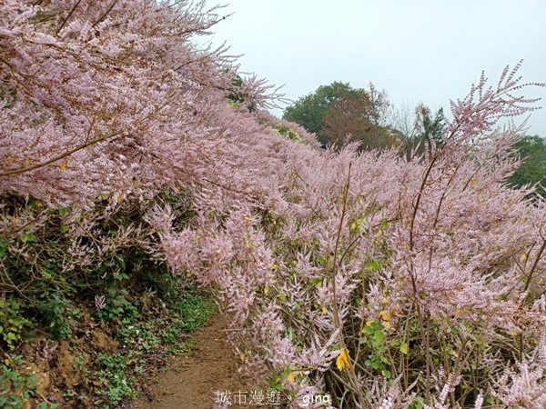 【南投中寮】粉紅山丘麝香木。 瑰蜜甜心玫瑰園x泡麵土地公