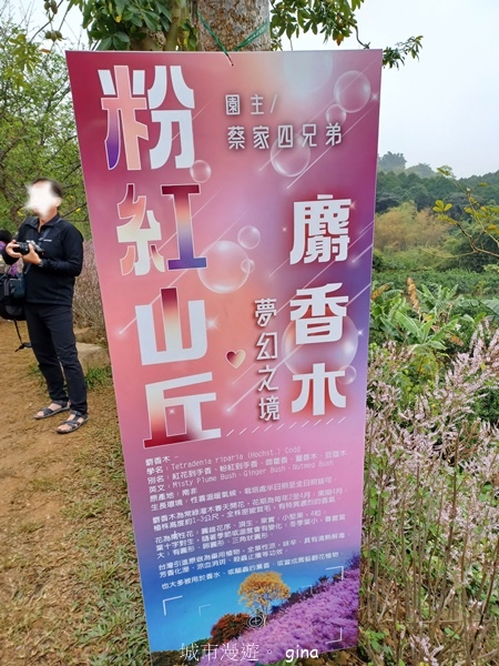 【南投中寮】粉紅山丘麝香木。 瑰蜜甜心玫瑰園x泡麵土地公