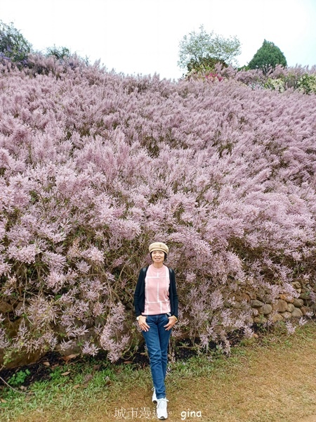 【南投中寮】粉紅山丘麝香木。 瑰蜜甜心玫瑰園x泡麵土地公