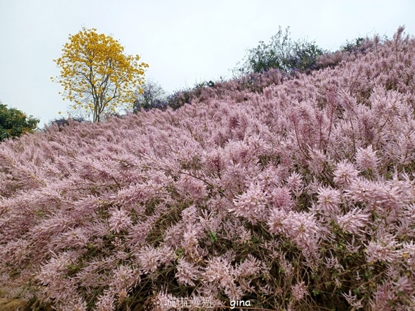 【南投中寮】粉紅山丘麝香木。 瑰蜜甜心玫瑰園x泡麵土地公