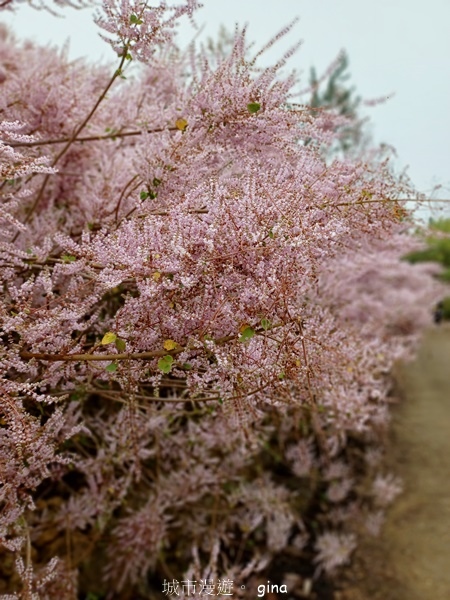 【南投中寮】粉紅山丘麝香木。 瑰蜜甜心玫瑰園x泡麵土地公