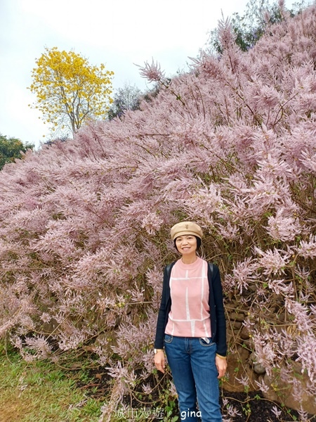 【南投中寮】粉紅山丘麝香木。 瑰蜜甜心玫瑰園x泡麵土地公