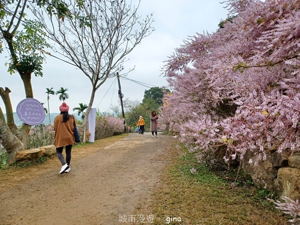 【南投中寮】粉紅山丘麝香木。 瑰蜜甜心玫瑰園x泡麵土地公