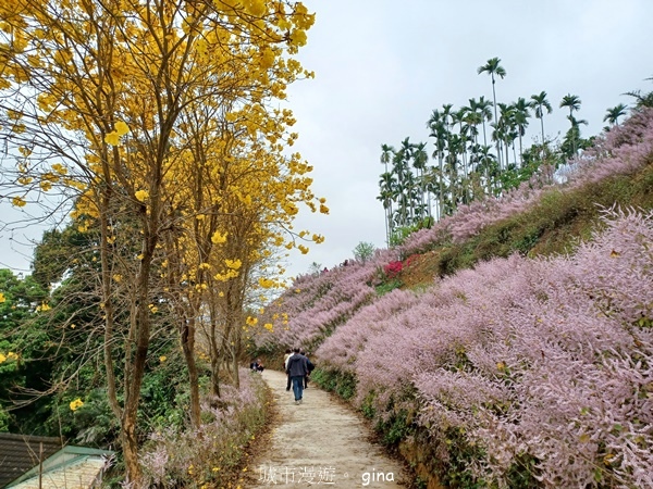 【南投中寮】粉紅山丘麝香木。 瑰蜜甜心玫瑰園x泡麵土地公