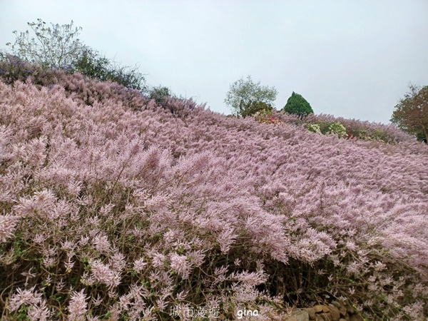 【南投中寮】粉紅山丘麝香木。 瑰蜜甜心玫瑰園x泡麵土地公