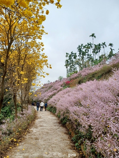 【南投中寮】粉紅山丘麝香木。 瑰蜜甜心玫瑰園x泡麵土地公