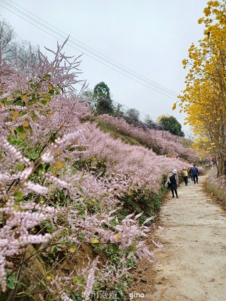 【南投中寮】粉紅山丘麝香木。 瑰蜜甜心玫瑰園x泡麵土地公