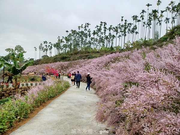 【南投中寮】粉紅山丘麝香木。 瑰蜜甜心玫瑰園x泡麵土地公