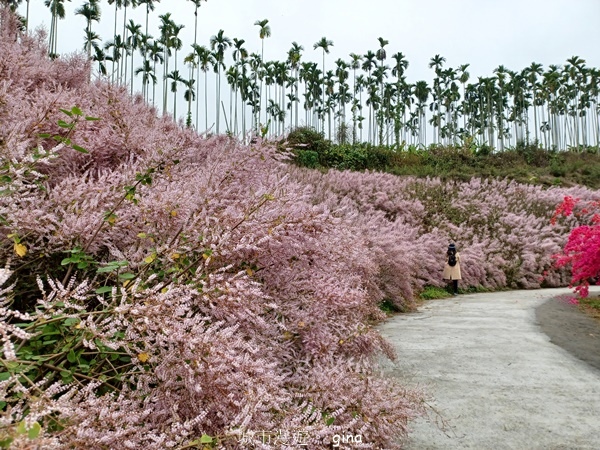 【南投中寮】粉紅山丘麝香木。 瑰蜜甜心玫瑰園x泡麵土地公