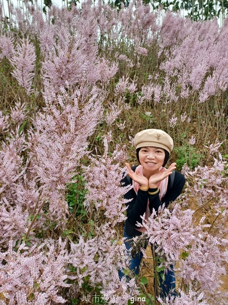 【南投中寮】粉紅山丘麝香木。 瑰蜜甜心玫瑰園x泡麵土地公