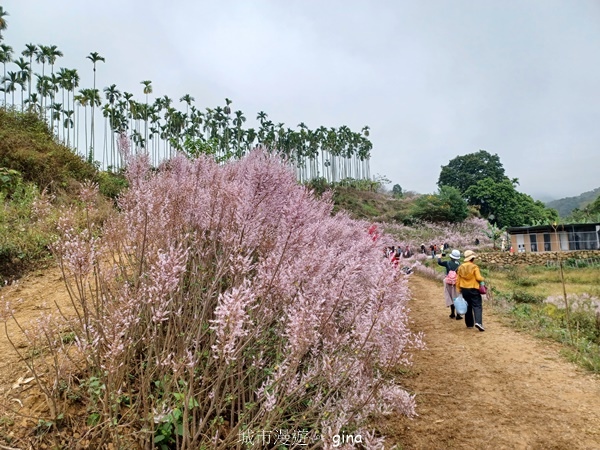 【南投中寮】粉紅山丘麝香木。 瑰蜜甜心玫瑰園x泡麵土地公