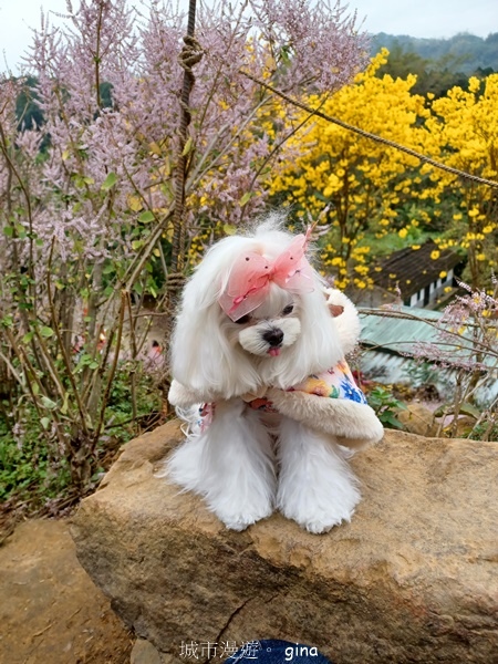 【南投中寮】粉紅山丘麝香木。 瑰蜜甜心玫瑰園x泡麵土地公