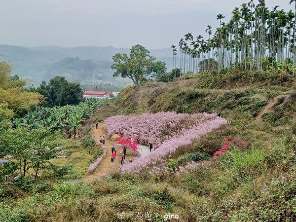 【南投中寮】粉紅山丘麝香木。 瑰蜜甜心玫瑰園x泡麵土地公