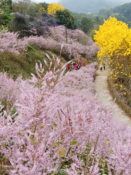 【南投中寮】粉紅山丘麝香木。 瑰蜜甜心玫瑰園x泡麵土地公