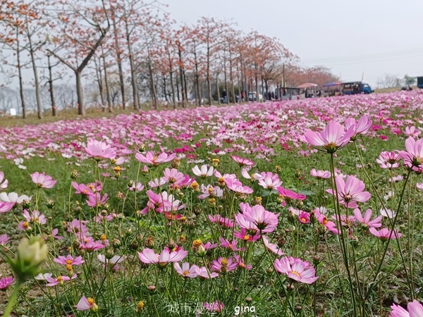 【台南白河】賞花。2024白河林初埤木棉花季