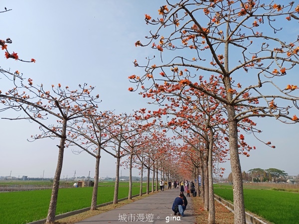 【台南白河】賞花。2024白河林初埤木棉花季