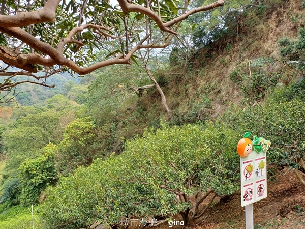 【台中豐原】豐原萬里長城登山步道x寮水山