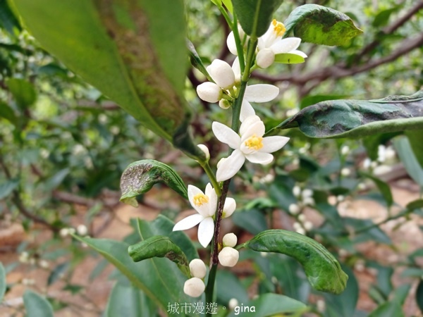 【台中豐原】豐原萬里長城登山步道x寮水山