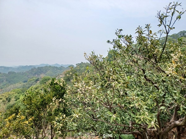 【台中豐原】豐原萬里長城登山步道x寮水山