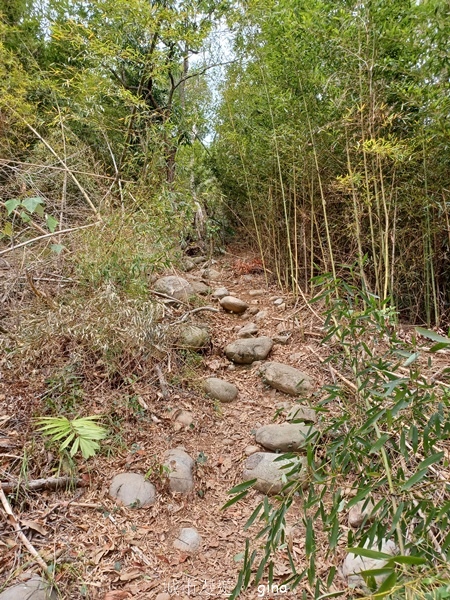 【台中豐原】豐原萬里長城登山步道x寮水山